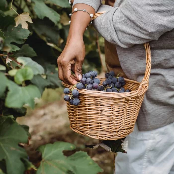 Grape Zero's alcoholvrije kwaliteitswijn